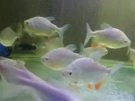 Ikan pacu/bawal albino 11 ekor teman ikan arwana