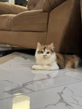 Persia flatnouse