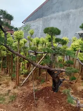 pohon ating putri dan tanaman hias