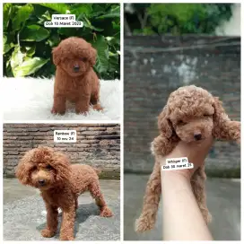 Toy & Tiny poodle betina stambun