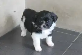Anak Anjing Minipom mix Maltese
