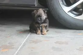 Anjing Minipom mix Maltese