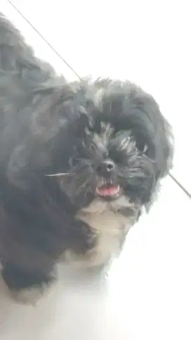 LOKASI BOGOR. Dijual anak anjing Shitzu x Poodle 2bulan