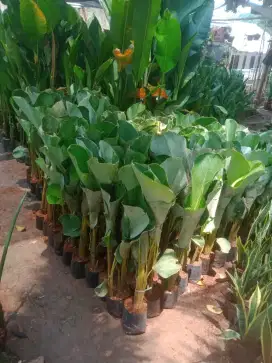 pohon pisang kalatea dan tanaman hias