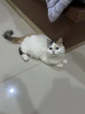 Lepas adopt kucing persia flatnose betina