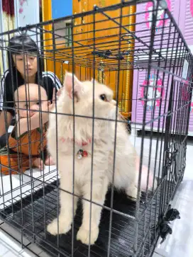 Kucing jantan + kandang masih baru
