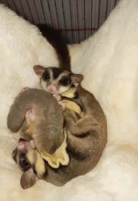 Induk sugar glider 1 pasang classic