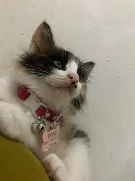 Kucing persia x himalaya
