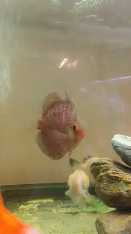 Ikan discus 1 ekor diskus