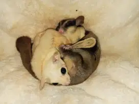 Induk sugar glider mixed