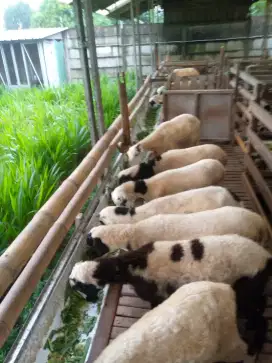 Domba garut berkualitas