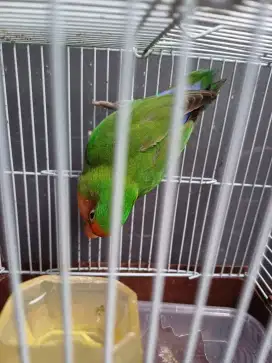 Burung Lovebird