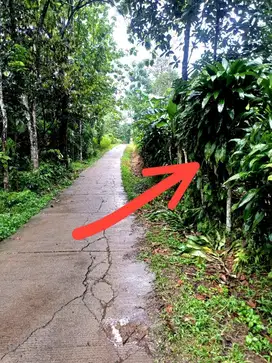 Tanah Kebun 729m² SHM Cocok untuk bangun Rumah Cariu Bogor Timur