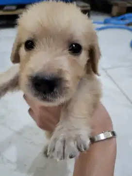 Anak Anjing Puppy Golden Retriever Stambum 1 Bulan Jantan Betina Aktif
