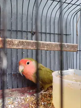 Lovebird Non Klep Green