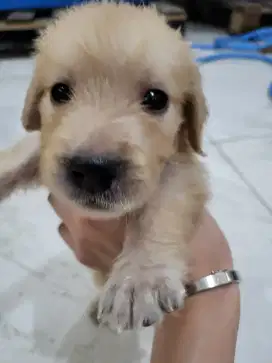 Anak Anjing Puppy Breed Golden Retriever Stambum Surat Jantan Betina