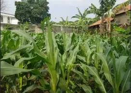 Tanah Kavling Ekslusif Legalitas SHM Cocok Bangun Rumah Kost