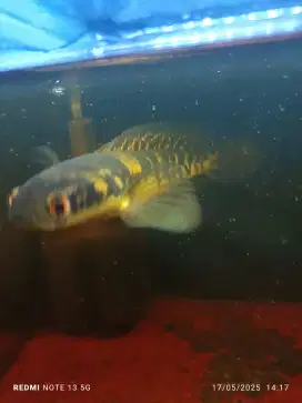 Channa Yellow Sentarum