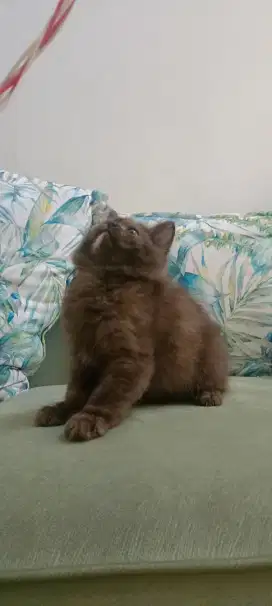 LA Kitten Persia Cinnamon