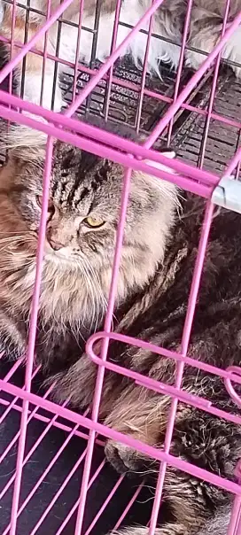 Kitten cowok gembul sehat
