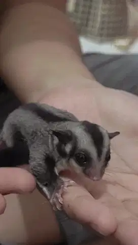 Sugar Glider Jantan 1,5 bulan
