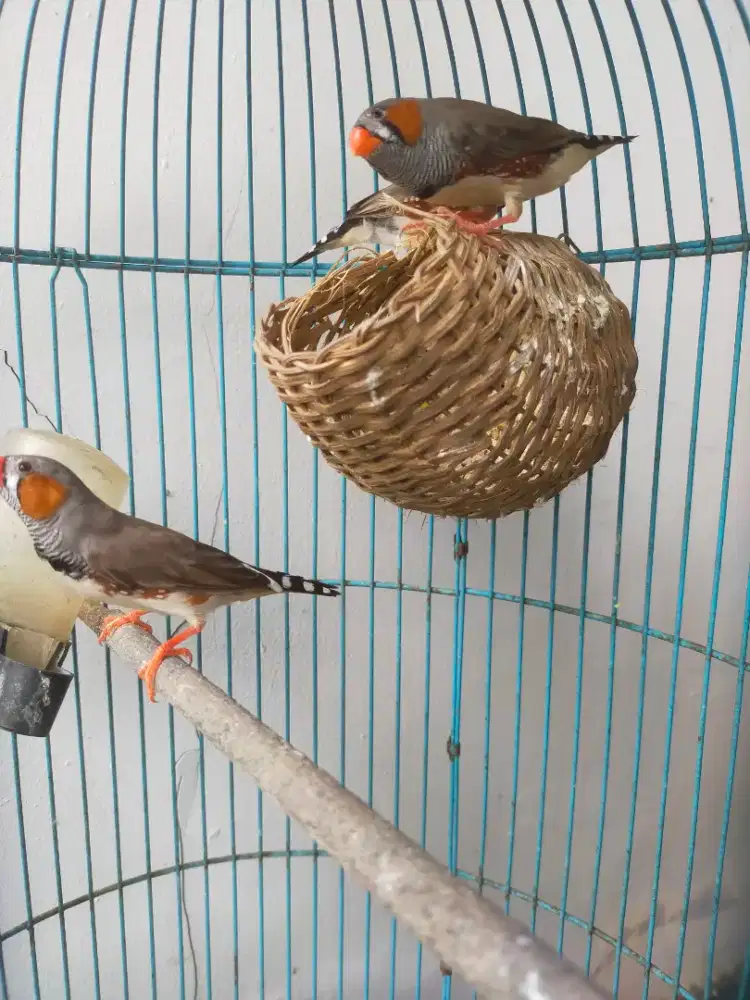 Zebra finc jantan dewasa