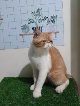 Kucing persia/peaknose exo/jantan