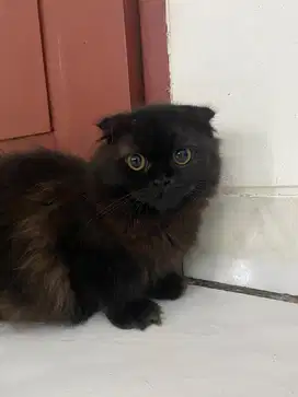 Kucing Scottish Fold (Munchkin NS)Betina 6 Bulan
