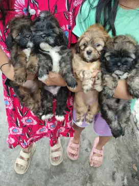 Ready anakan shihtzu mix poodle (Shihpoo)