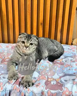 Scottish fold black golden