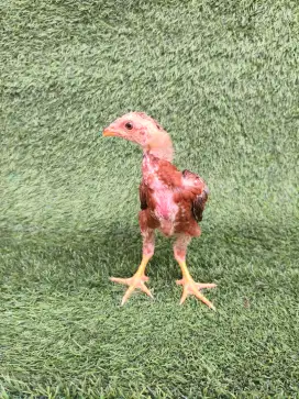 Anak Ayam Birma (4 Ekor)