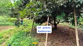 Jual tanah kebun rambutan produktip dan sangat strategis