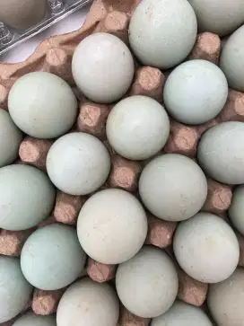 DIJUAL TELUR BEBEK HARGA GROSIR