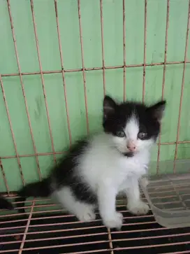Kucing Persia, warna hitam putih, umur 2bln kurang