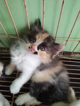 Anak kucing persia, 3 warna, umur 2bln kurang