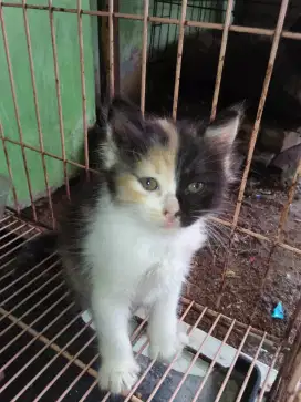 Anak kucing persia, 3 warna, umur 2 bln kurang