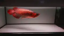 Arwana arowana super red sumo ITL 55cm