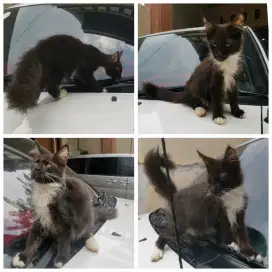 KITTEN Pure Mainecoon Keren Jantan hitam putih