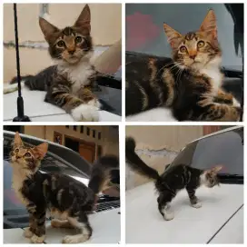Kitten Pure Mainecoon Betina Brown