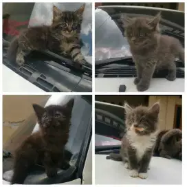 4 kitten Mainecoon Mix Bagus gede bongsor