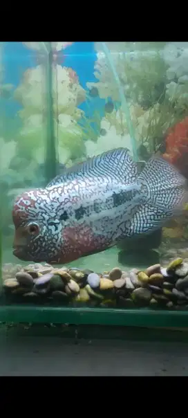 Ikan louhan kamda f2