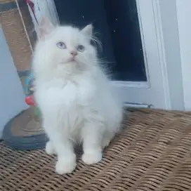 Kucing Persia Medium White Solid 2