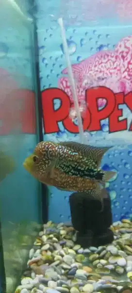 Ikan louhan kamfa f2