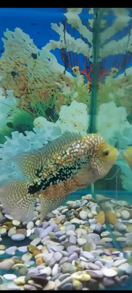 Ikan louhan kamfa f2