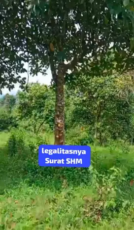 Jual tanah kebun durian murah Jasinga Bogor