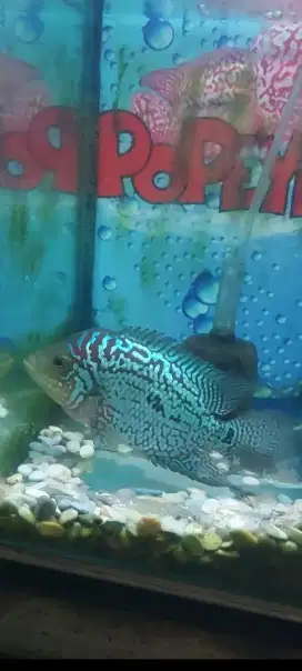 Ikan louhan kamfa f2