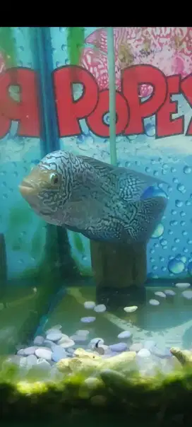 Ikan louhan kamfa f2