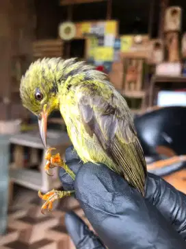 Kolibri manggar ijoan jantan