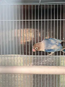 Lovebird blue Series