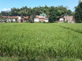 Dijual Tanah Sawah Prospektif Muraaah